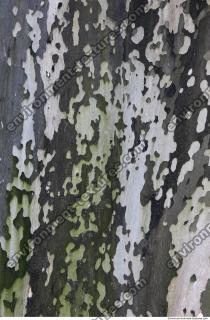 Tree Bark 0012